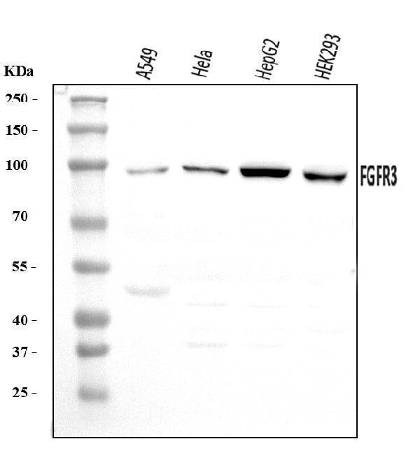 Anti-FGFR3 Antibody Picoband®