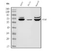 Anti-PINK1 Antibody Picoband®