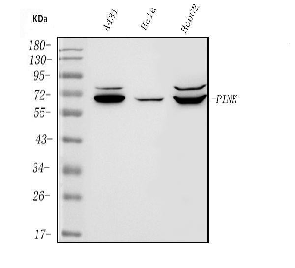 Anti-PINK1 Antibody Picoband®