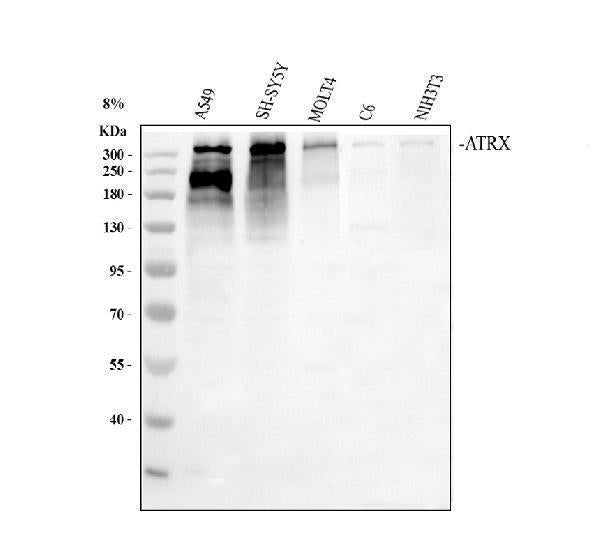 Anti-ATRX Antibody Picoband®
