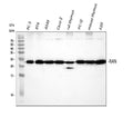 Anti-Ran Antibody Picoband®