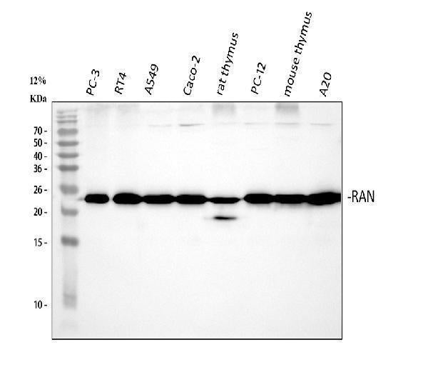 Anti-Ran Antibody Picoband®