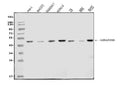 Anti-IL-2 Receptor alpha/Il2ra Antibody Picoband®
