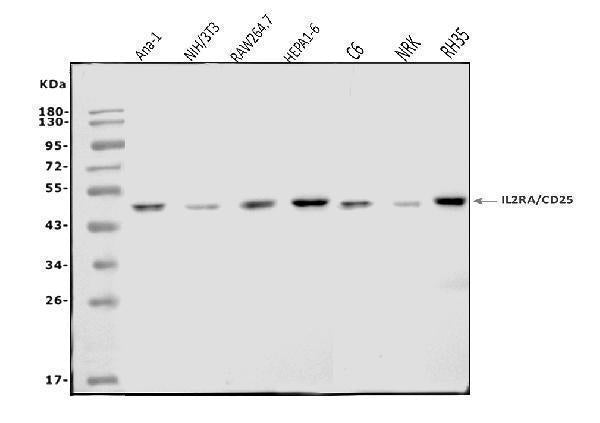 Anti-IL-2 Receptor alpha/Il2ra Antibody Picoband®