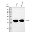 Anti-Alpha Synuclein/SNCA Antibody Picoband®