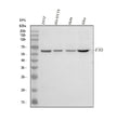 Anti-FTO Antibody Picoband®