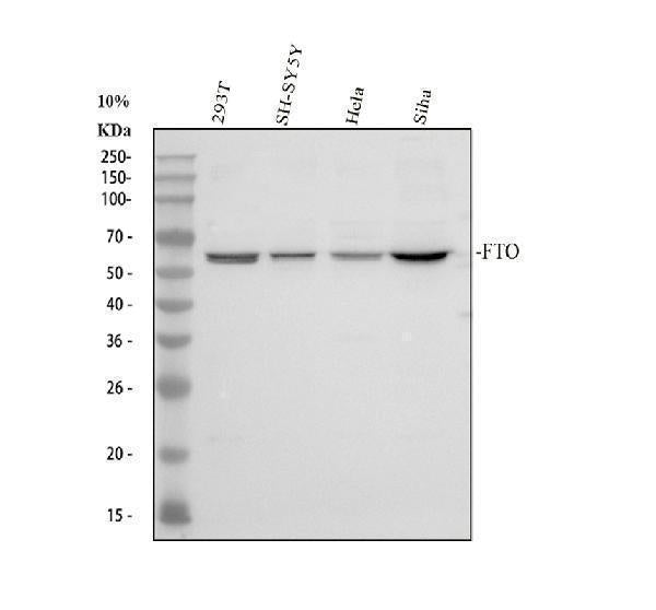 Anti-FTO Antibody Picoband®
