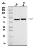 Anti-CD86 Antibody Picoband®