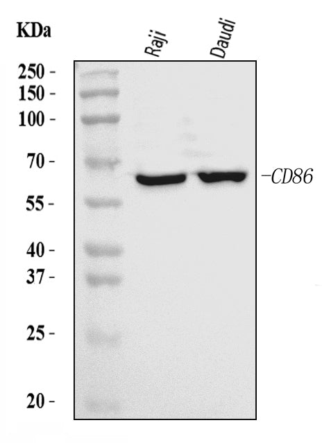 Anti-CD86 Antibody Picoband®