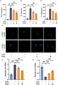 Anti-Cd86 Antibody Picoband®