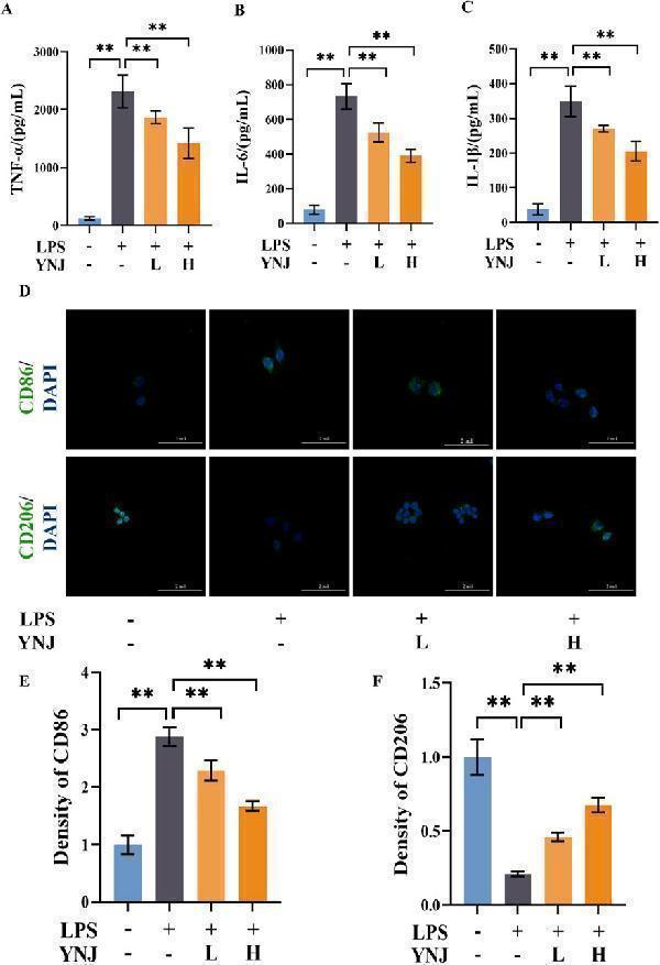 Anti-Cd86 Antibody Picoband®
