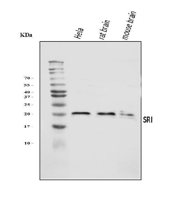 Anti-SRI Antibody Picoband®