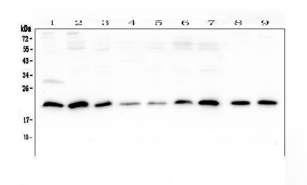 Anti-SRI Antibody Picoband®