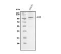 Anti-AHR Antibody Picoband®