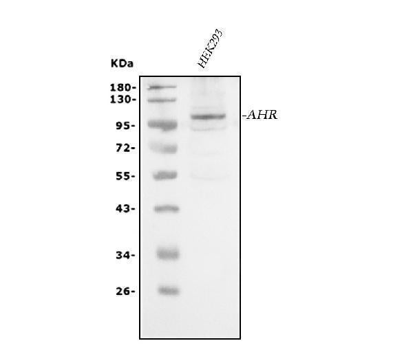 Anti-AHR Antibody Picoband®
