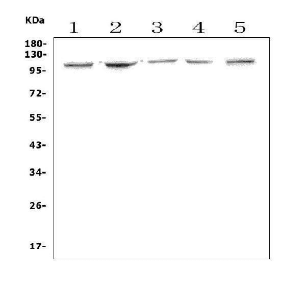 Anti-Aryl hydrocarbon Receptor/Ahr Antibody Picoband®