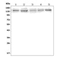 Anti-AXL Antibody Picoband®