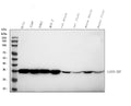 Anti-GAPDH Antibody Picoband® (HRP)