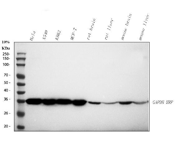 Anti-GAPDH Antibody Picoband® (HRP)