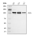 Anti-Nucleolin/NCL Antibody Picoband®