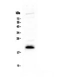 Anti-IL4 Antibody Picoband®