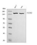 Anti-FGFR2 Antibody Picoband®