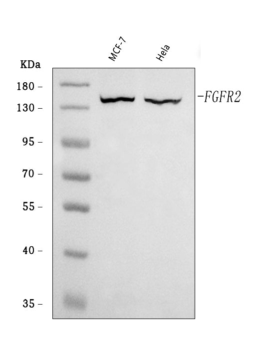 Anti-FGFR2 Antibody Picoband®