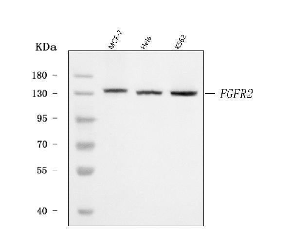 Anti-FGFR2 Antibody Picoband®