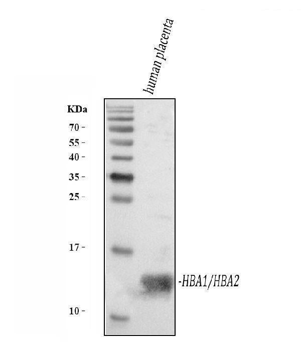 Anti-Hemoglobin/HBA1/HBA2 Antibody Picoband®