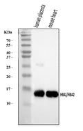 Anti-Hemoglobin/HBA1/HBA2 Antibody Picoband®