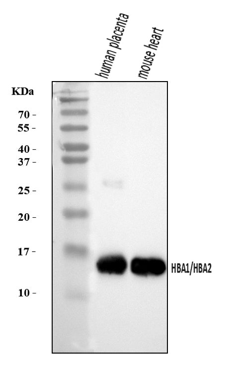 Anti-Hemoglobin/HBA1/HBA2 Antibody Picoband®