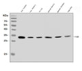 Anti-FADD Antibody Picoband®