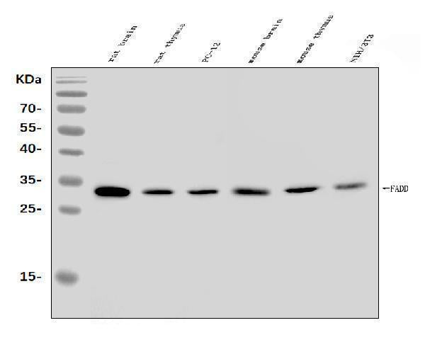 Anti-FADD Antibody Picoband®