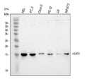 Anti-Histone H2A.X/H2AFX Antibody Picoband®
