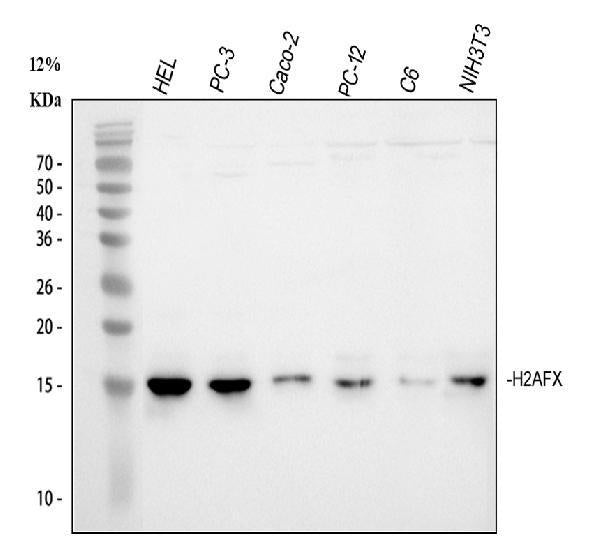 Anti-Histone H2A.X/H2AFX Antibody Picoband®