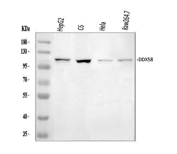Anti-DDX58 Antibody Picoband®