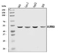 Anti-Aurora A/AURKA Antibody Picoband®