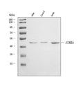 Anti-Aurora A/AURKA Antibody Picoband®
