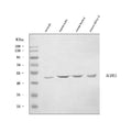 Anti-Aurora A/Aurka Antibody Picoband®