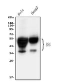 Anti-CD147/Emmprin/BSG Antibody Picoband®
