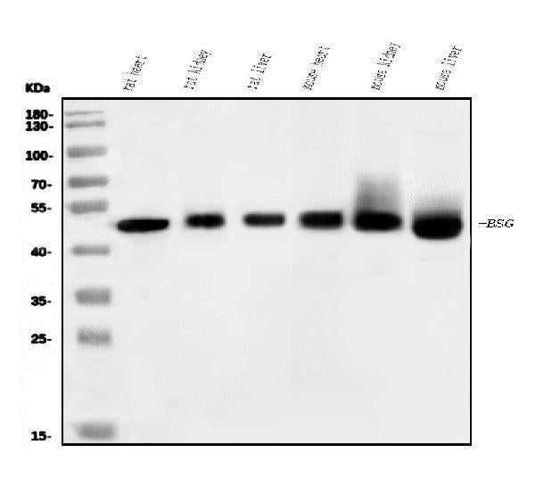 Anti-CD147/Bsg Antibody Picoband®