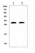 Anti-C Reactive Protein/Crp Antibody Picoband®