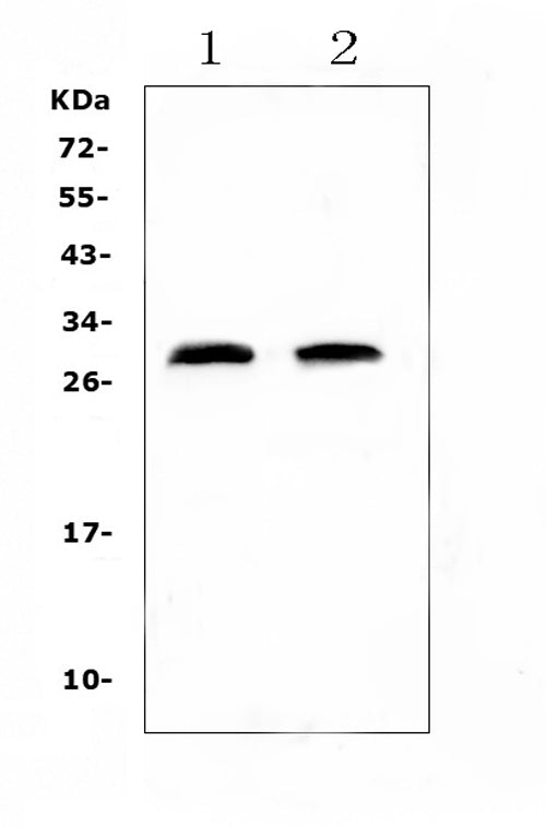Anti-C Reactive Protein/Crp Antibody Picoband®