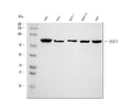 Anti-HSF1 Antibody Picoband®