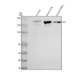Anti-ACE Antibody Picoband®