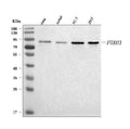 Anti-FOXO3A/FOXO3 Antibody Picoband®