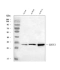 Anti-Heme Oxygenase 1/Hmox1 Antibody Picoband®