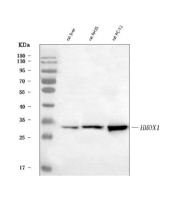 Anti-Heme Oxygenase 1/Hmox1 Antibody Picoband®