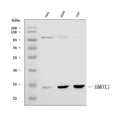 Anti-Heme Oxygenase 1/HMOX1 Antibody Picoband®