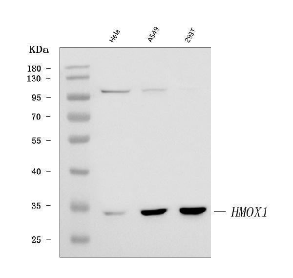 Anti-Heme Oxygenase 1/HMOX1 Antibody Picoband®